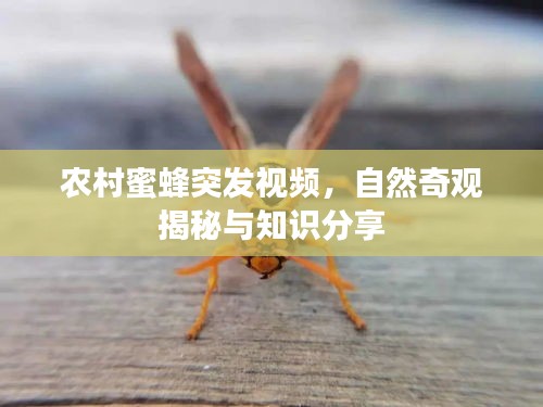 农村蜜蜂突发视频，自然奇观揭秘与知识分享