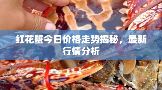 红花蟹今日价格走势揭秘，最新行情分析