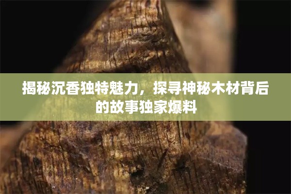 揭秘沉香独特魅力，探寻神秘木材背后的故事独家爆料