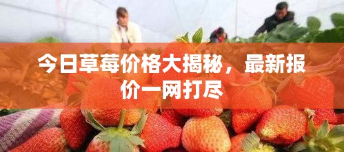 今日草莓价格大揭秘，最新报价一网打尽