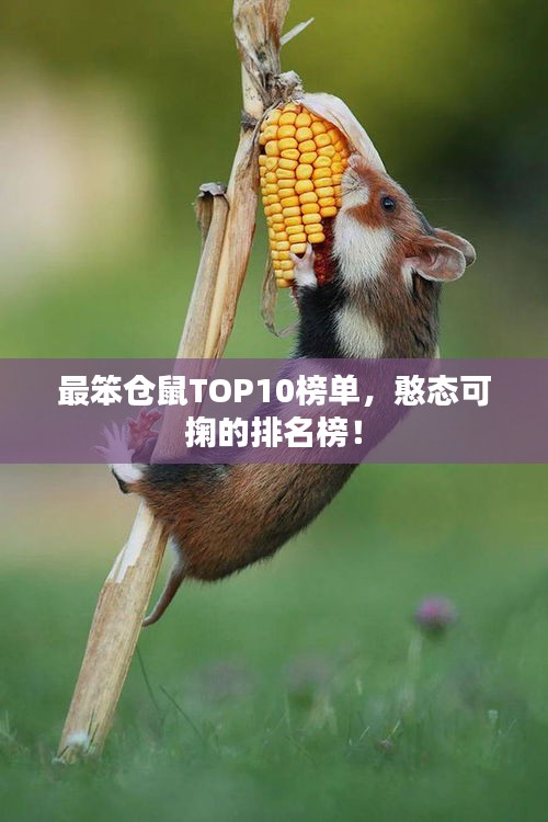 最笨仓鼠TOP10榜单，憨态可掬的排名榜！