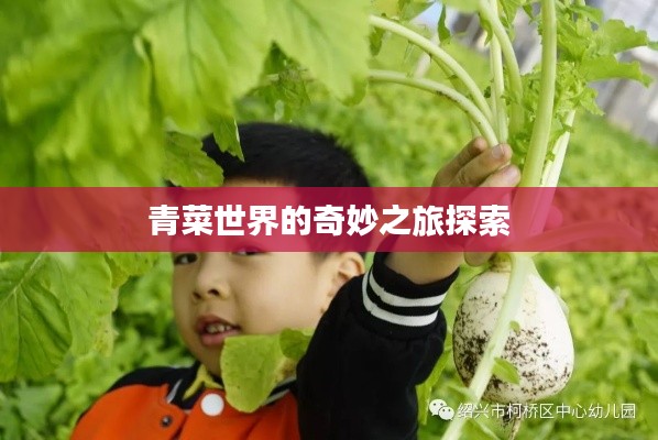 青菜世界的奇妙之旅探索