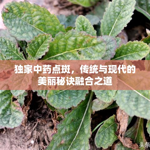 独家中药点斑，传统与现代的美丽秘诀融合之道