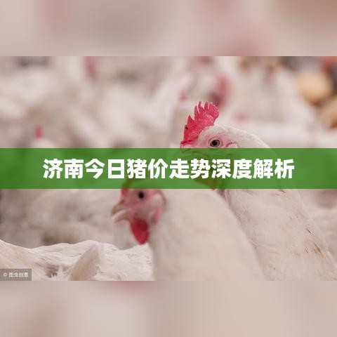济南今日猪价走势深度解析