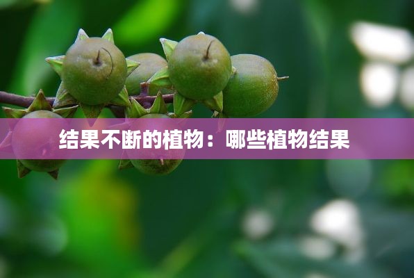 结果不断的植物：哪些植物结果 