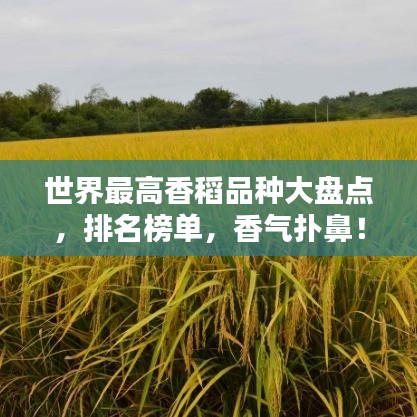 世界最高香稻品种大盘点，排名榜单，香气扑鼻！