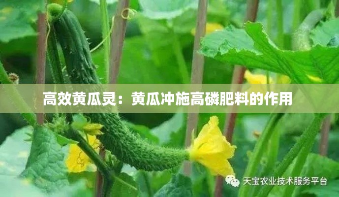 高效黄瓜灵：黄瓜冲施高磷肥料的作用 