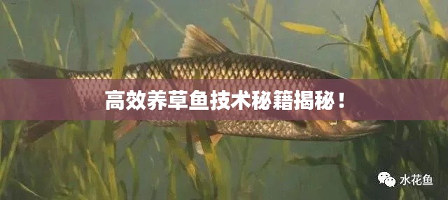 高效养草鱼技术秘籍揭秘！