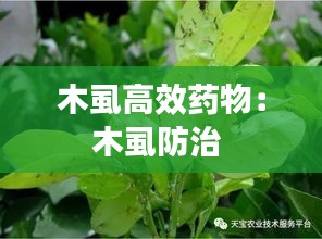木虱高效药物：木虱防治 
