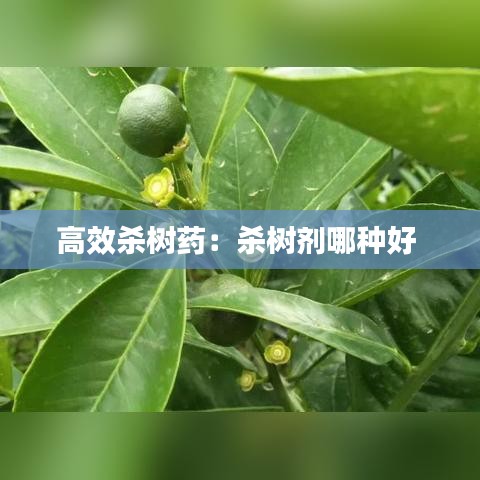 高效杀树药：杀树剂哪种好 