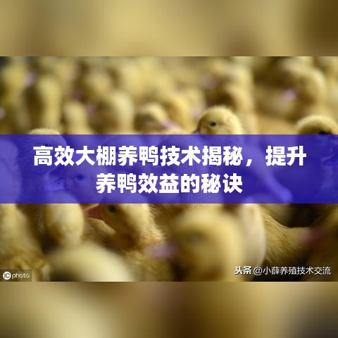 高效大棚养鸭技术揭秘，提升养鸭效益的秘诀