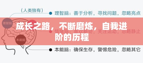 成长之路，不断磨炼，自我进阶的历程