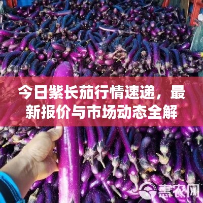 今日紫长茄行情速递，最新报价与市场动态全解析