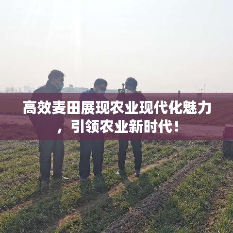 高效麦田展现农业现代化魅力，引领农业新时代！