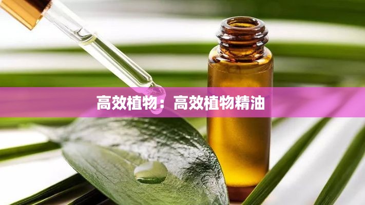 高效植物：高效植物精油 