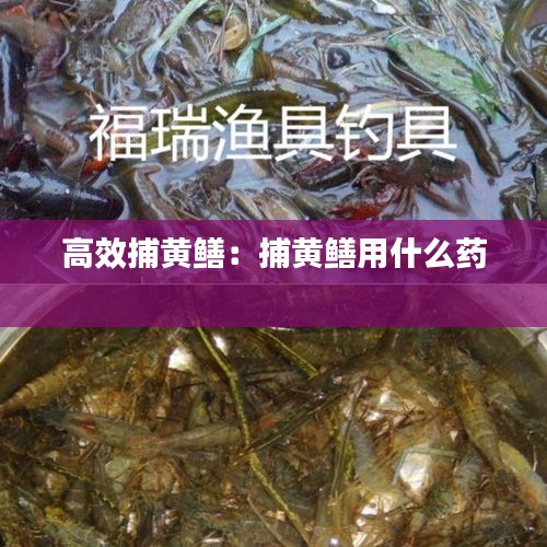高效捕黄鳝：捕黄鳝用什么药 