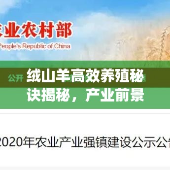 绒山羊高效养殖秘诀揭秘，产业前景展望