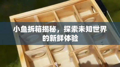 小鱼拆箱揭秘，探索未知世界的新鲜体验