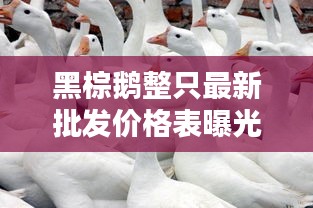 黑棕鹅整只最新批发价格表曝光