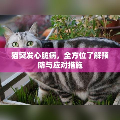 猫突发心脏病，全方位了解预防与应对措施