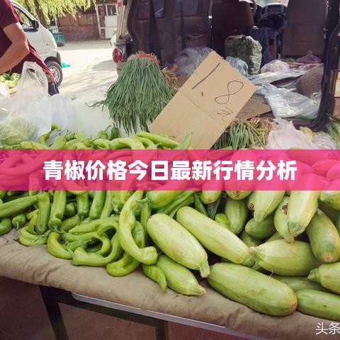 青椒价格今日最新行情分析
