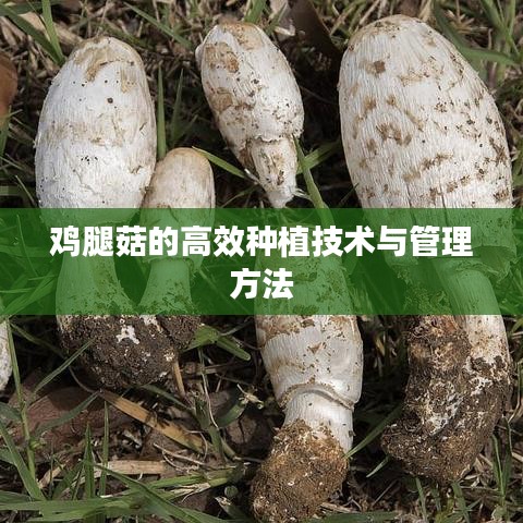 鸡腿菇的高效种植技术与管理方法