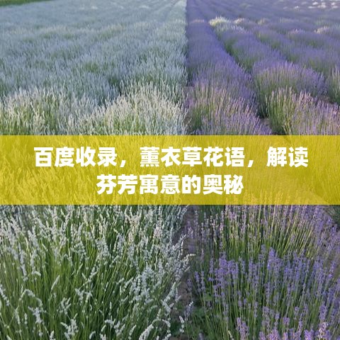 百度收录，薰衣草花语，解读芬芳寓意的奥秘