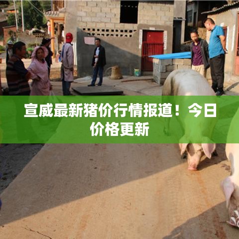 宣威最新猪价行情报道！今日价格更新
