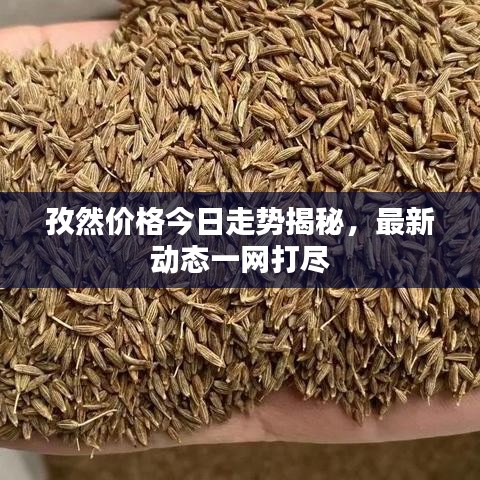 孜然价格今日走势揭秘，最新动态一网打尽
