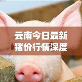 云南今日最新猪价行情深度解析