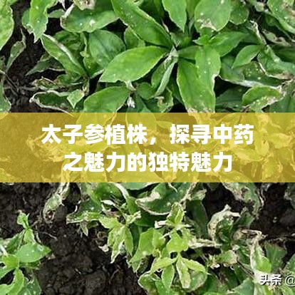 太子参植株，探寻中药之魅力的独特魅力