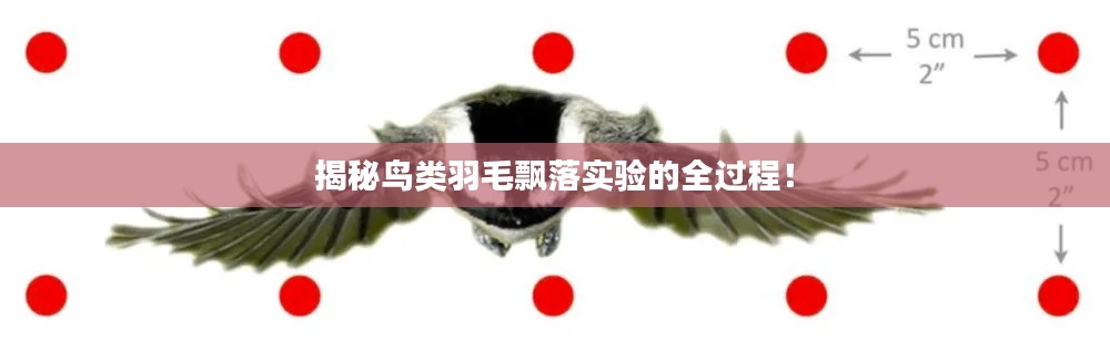 揭秘鸟类羽毛飘落实验的全过程！