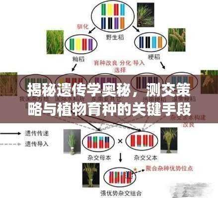 揭秘遗传学奥秘，测交策略与植物育种的关键手段解析