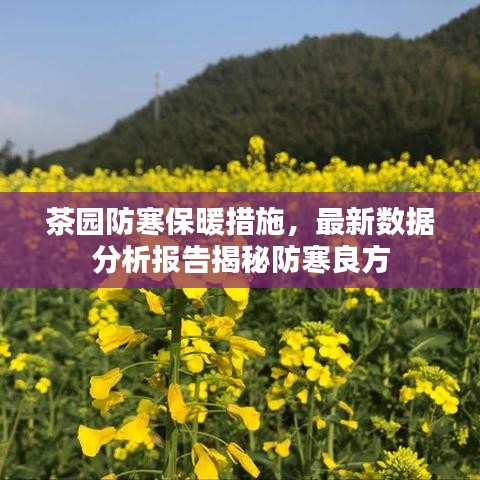 茶园防寒保暖措施，最新数据分析报告揭秘防寒良方