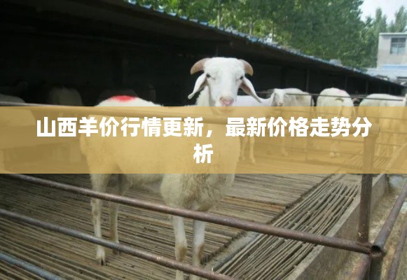 山西羊价行情更新，最新价格走势分析