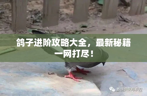 鸽子进阶攻略大全，最新秘籍一网打尽！