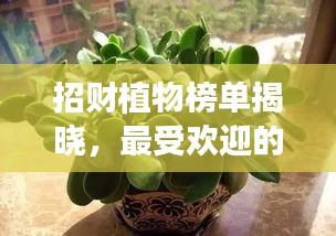 招财植物榜单揭晓，最受欢迎的前十名植物，招财纳福必备之选！