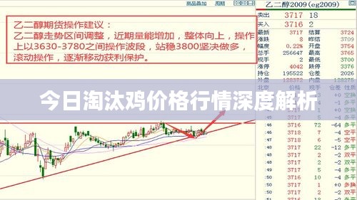 今日淘汰鸡价格行情深度解析