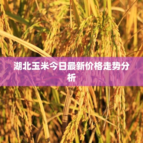 湖北玉米今日最新价格走势分析