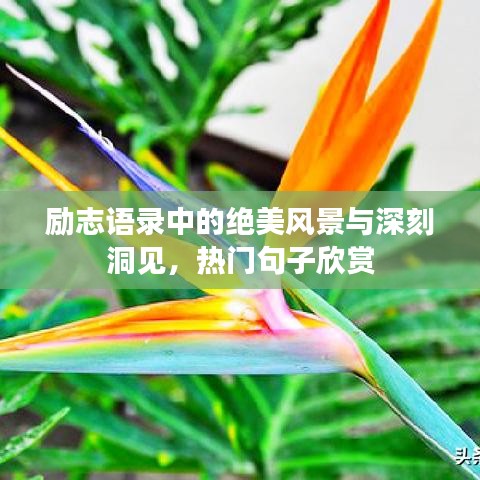 励志语录中的绝美风景与深刻洞见，热门句子欣赏