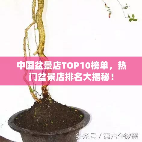 中国盆景店TOP10榜单，热门盆景店排名大揭秘！