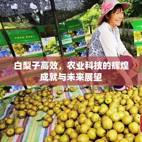 白梨子高效，农业科技的辉煌成就与未来展望