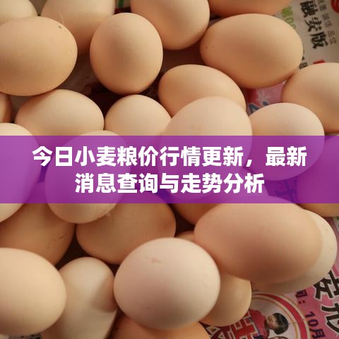今日小麦粮价行情更新，最新消息查询与走势分析