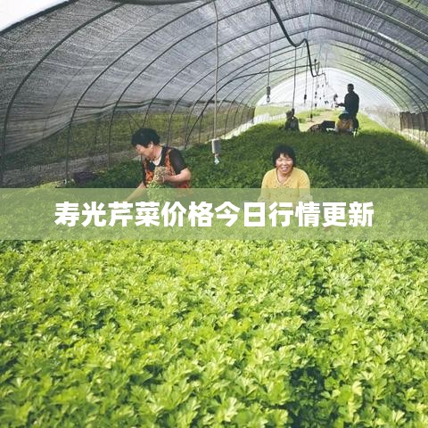 寿光芹菜价格今日行情更新