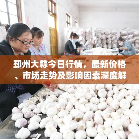 邳州大蒜今日行情，最新价格、市场走势及影响因素深度解析