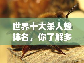 世界十大杀人蜂排名，你了解多少？