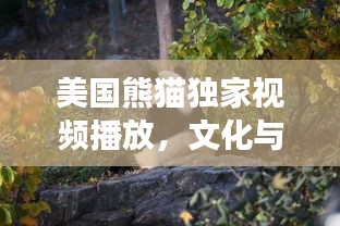 美国熊猫独家视频播放，文化与自然交融的魅力盛宴
