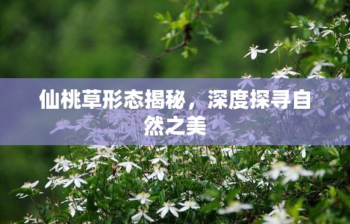 仙桃草形态揭秘，深度探寻自然之美