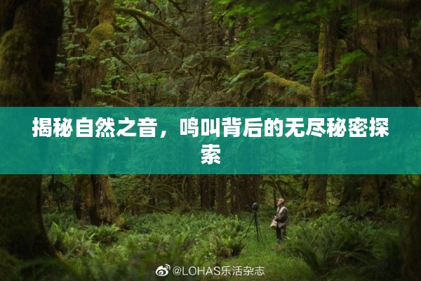 揭秘自然之音，鸣叫背后的无尽秘密探索