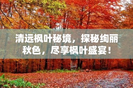 清远枫叶秘境，探秘绚丽秋色，尽享枫叶盛宴！